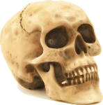 skull